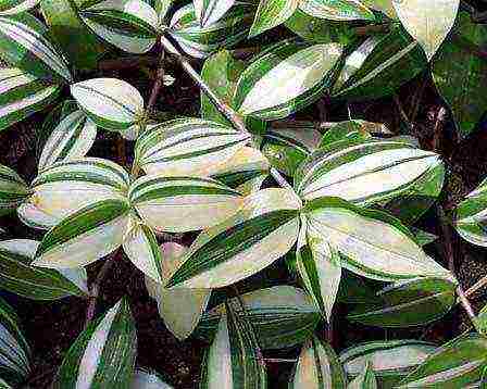 كيف ينمو tradescantia في المنزل