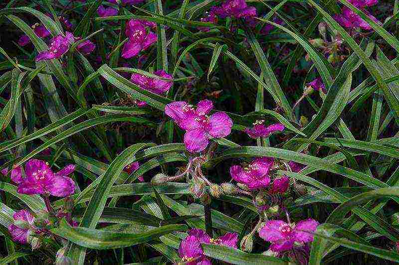 كيف ينمو tradescantia في المنزل