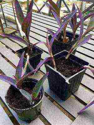 how to grow tradescantia at home