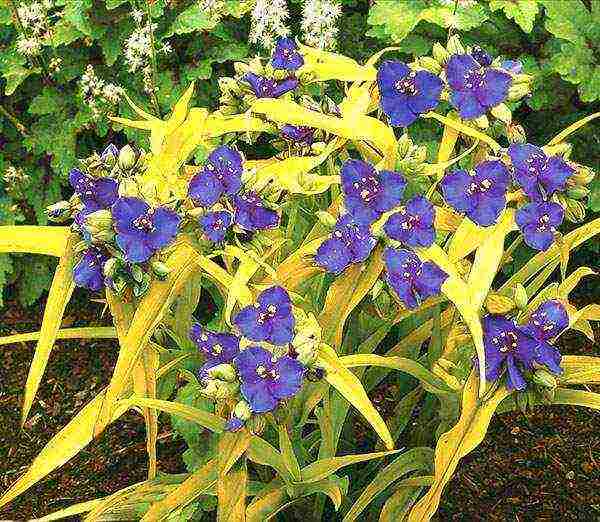 كيف ينمو tradescantia في المنزل