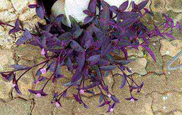 كيف ينمو tradescantia في المنزل