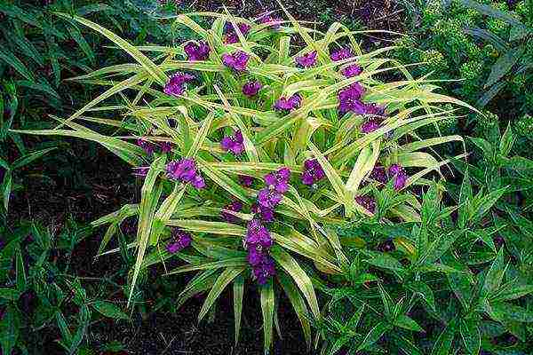 วิธีการปลูก tradescantia ที่บ้าน