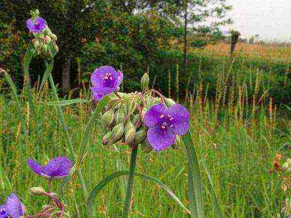 كيف ينمو tradescantia في المنزل