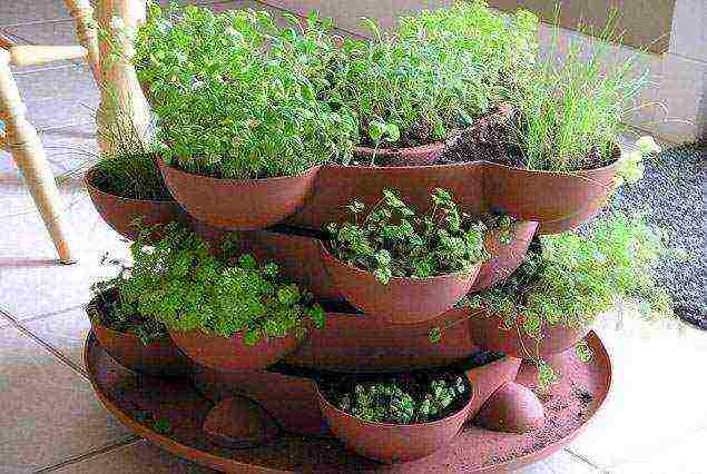 how to grow herbs at home