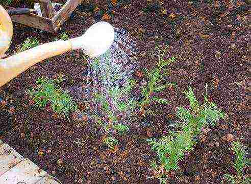 how to grow thuja from seeds at home