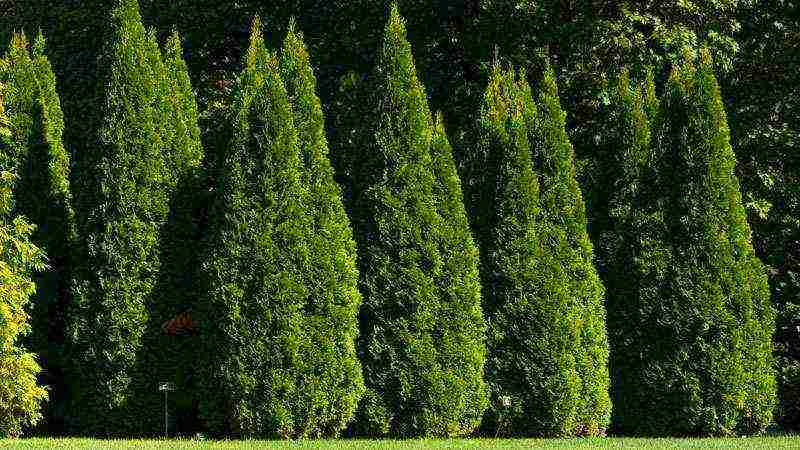 how to grow thuja at home