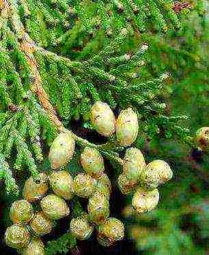 كيف ينمو thuja في المنزل