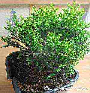 how to grow thuja at home