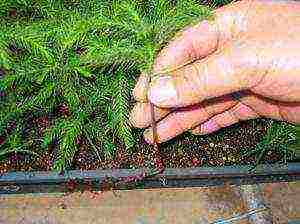 how to grow thuja at home