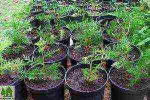 how to grow thuja at home