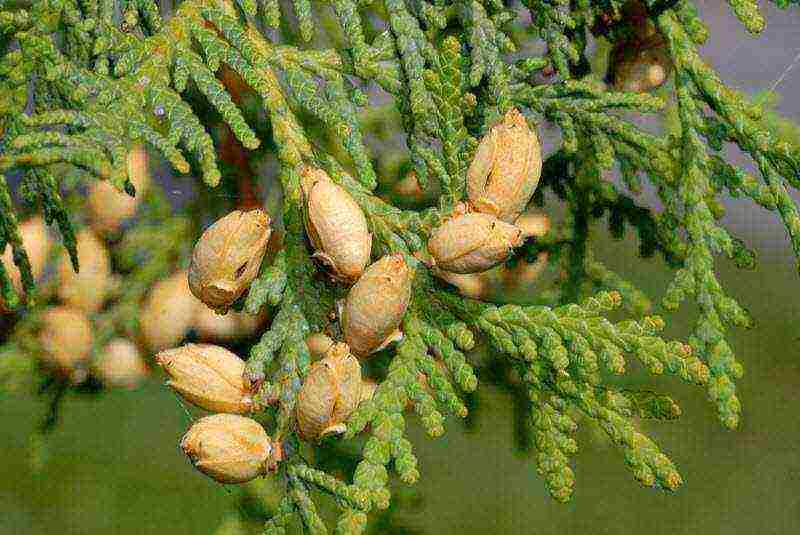 how to grow thuja at home from a branch