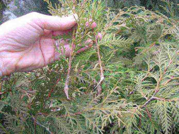 كيف ينمو thuja في المنزل من فرع