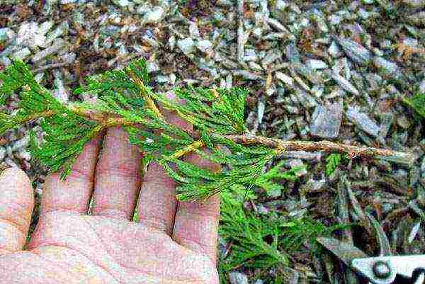 كيف ينمو thuja في المنزل من فرع