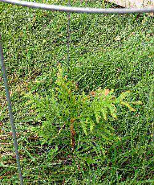 كيف ينمو thuja في المنزل من فرع