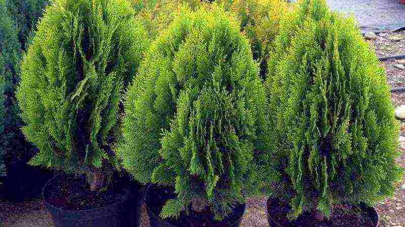 كيف ينمو thuja في المنزل