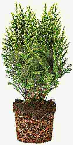 how to grow thuja at home