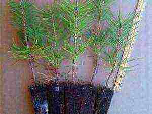 how to grow thuja at home