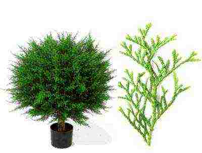 how to grow thuja at home