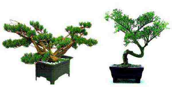 how to grow thuja at home