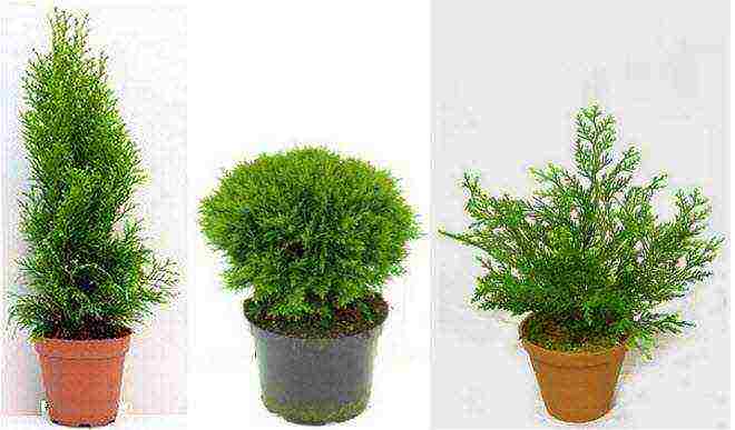 how to grow thuja at home