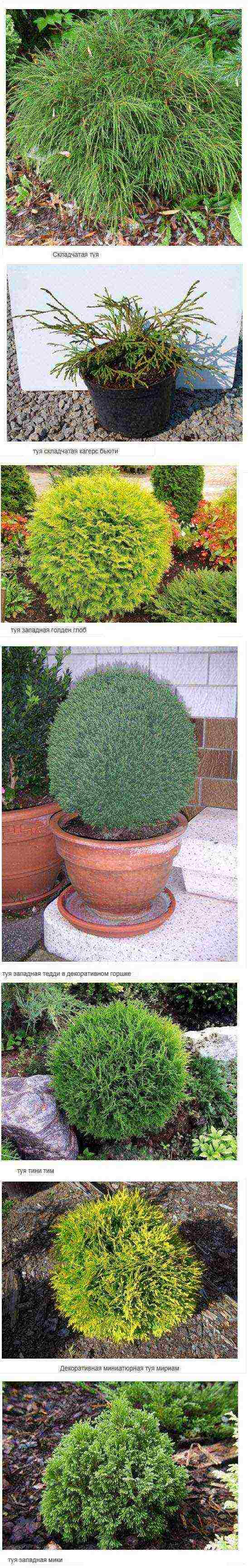 how to grow thuja at home
