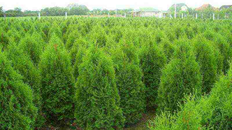 كيف ينمو thuja في المنزل