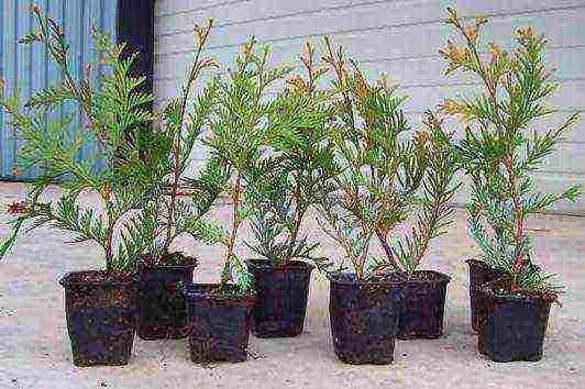 how to grow thuja at home