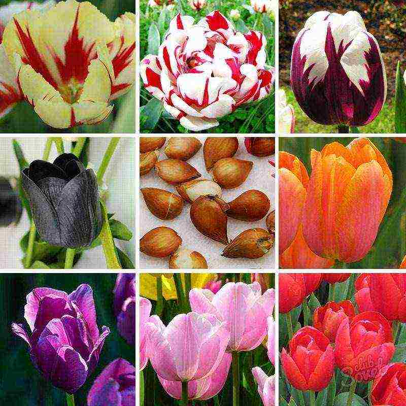 how to grow tulips at home by March 8