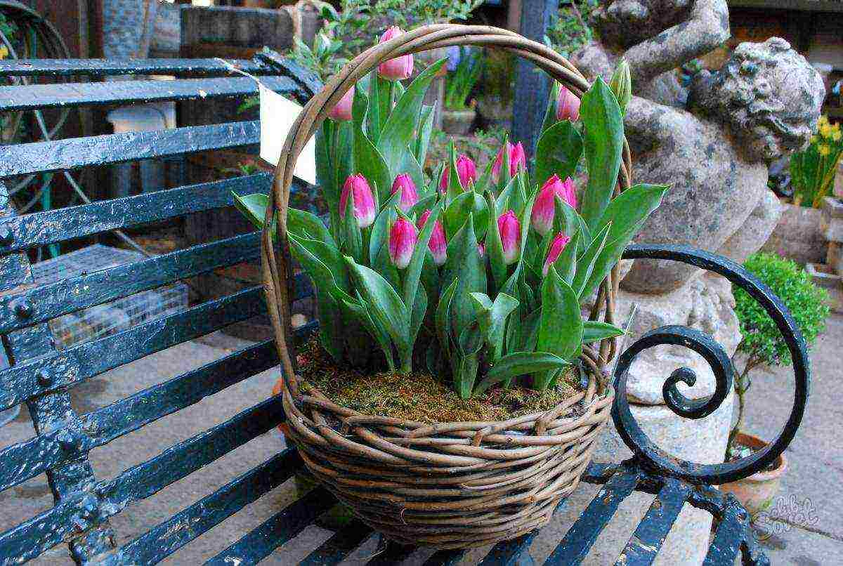 how to grow tulips at home by March 8