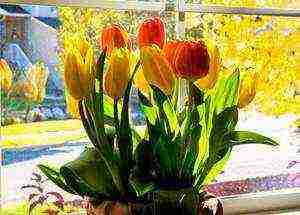 how to grow tulips at home by March 8