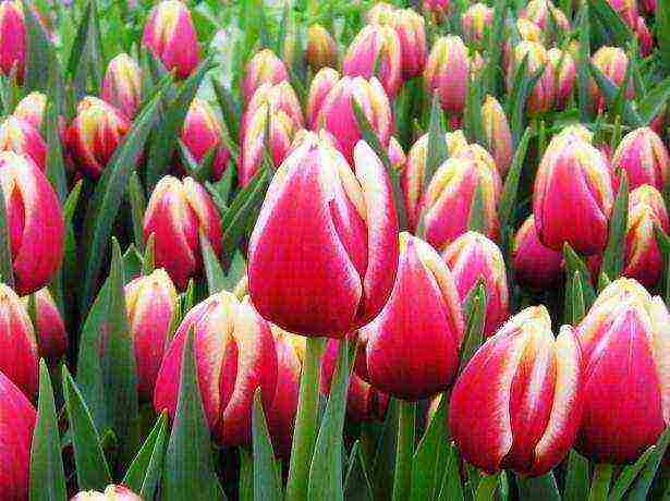 how to grow tulips at home by March 8