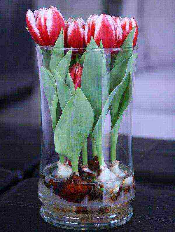 how to grow tulips at home in a vase