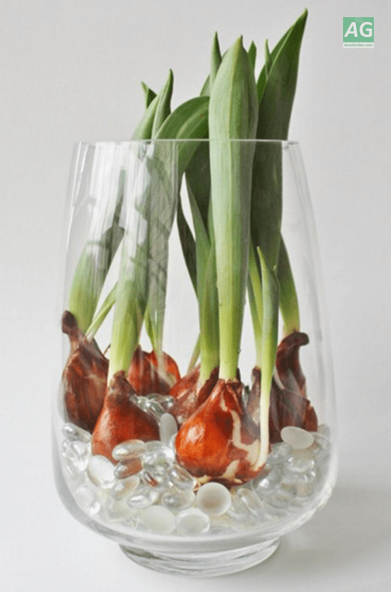 how to grow tulips at home in a vase