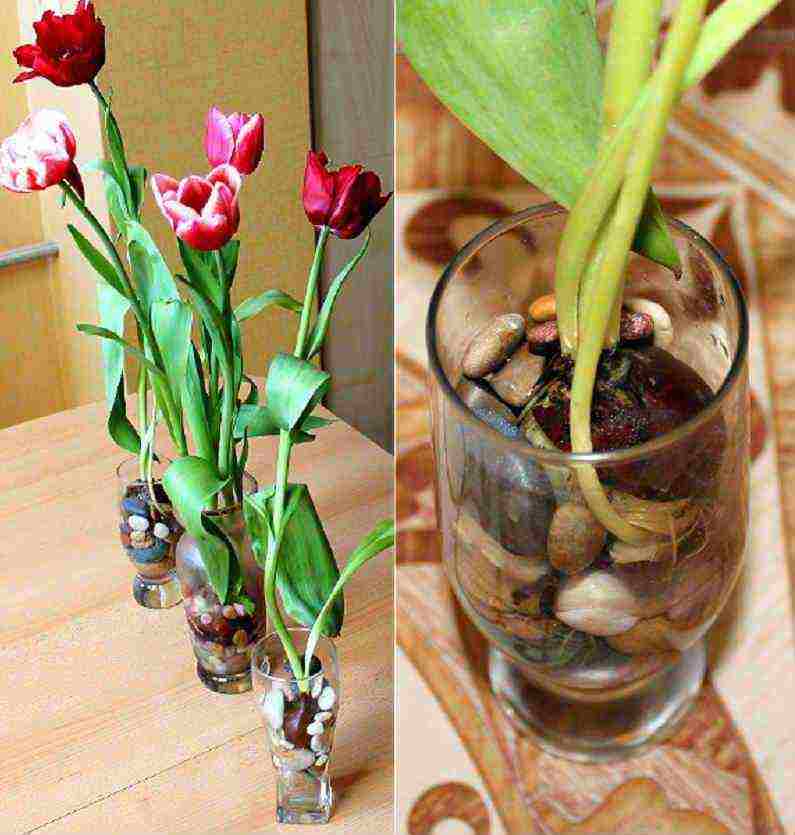 how to grow tulips at home in a vase