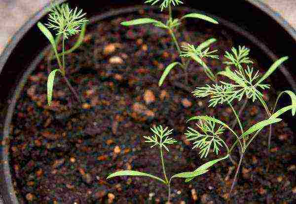 how to grow dill from seeds at home