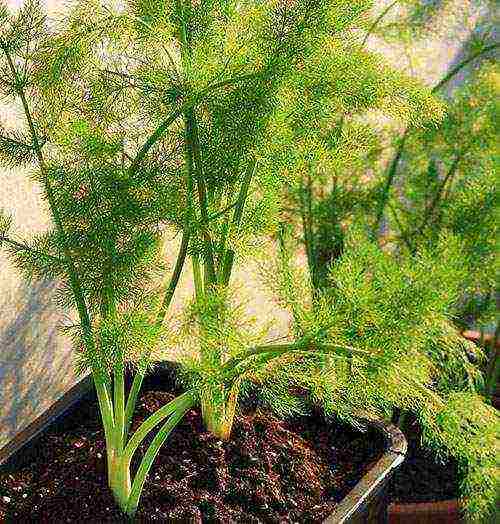 how to grow dill from seeds at home