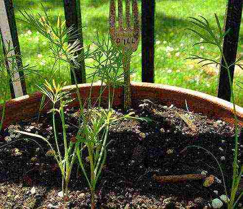 how to grow dill from seeds at home