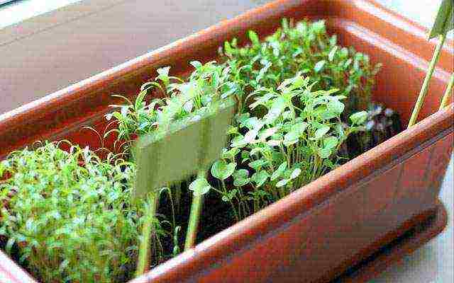 kung paano palaguin ang mga sibuyas na dill parsley sa bahay