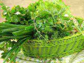 how to grow dill parsley onions at home