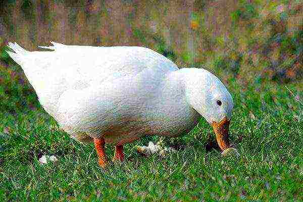 how to grow a duck at home