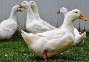 how to grow a duck at home