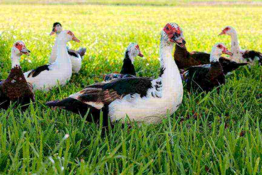 kung paano itaas ang pipi na pato sa bahay