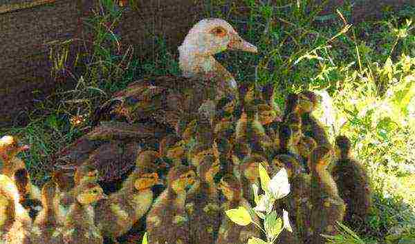 how to raise mute ducks at home