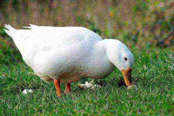 kung paano magtaas ng mga pato sa bahay para sa karne