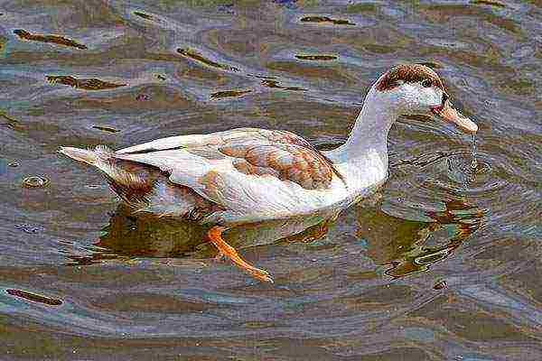 how to raise mulard ducklings at home