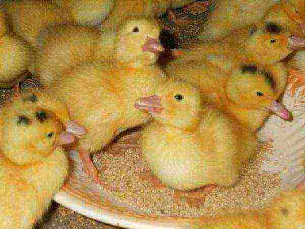 kung paano itaas ang mga duckling ng mulard sa bahay