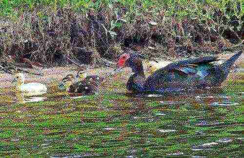 kung paano itaas ang pipi na mga pato sa bahay