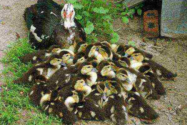 how to raise mute ducklings at home