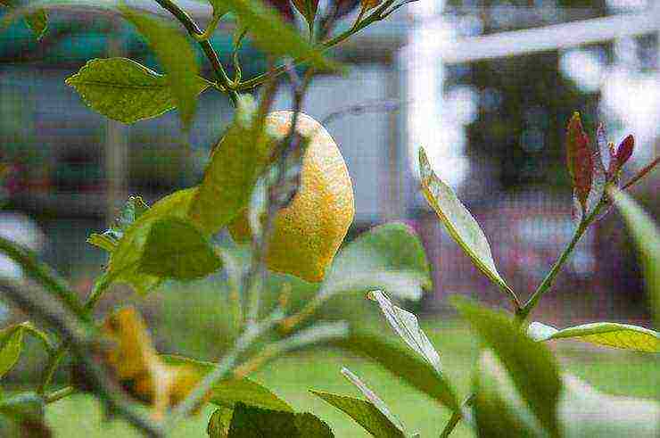 how to grow citrus fruits at home