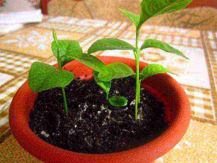 how to grow citrus fruits at home